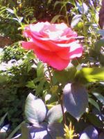 The Rose In May